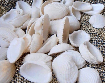 Natürliche weiße Muscheln für Bastelarbeiten, Weiß, Maritime Dekoration, Bastelbedarf, Stranddeko, Muscheldeko, Muscheln, Muscheln