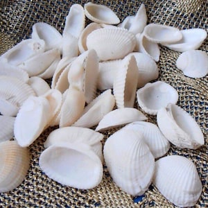Shells For Crafts, Seashells Crafts, Crafting Seashells, White Seashells, White Sea Shells, Small Shells, Natural Seashell, White Shells