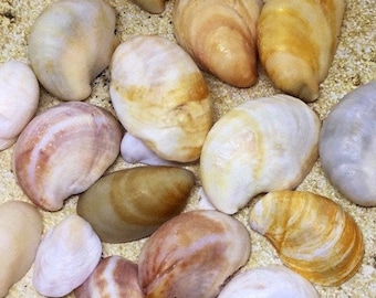 Seashells Decor, Sea Shells Decor, Shell Decor, Craft Seashells, Craft Shells, Seashell Art, Natural Seashells, Natural Shells