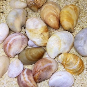 Seashells Decor, Sea Shells Decor, Shell Decor, Craft Seashells, Craft Shells, Seashell Art, Natural Seashells, Natural Shells