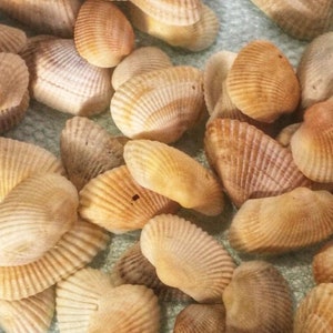 Seashells Decorations, Shell Decoration, Sea Shell Decor, Seashells For Crafts, Craft Seashells, Sea Shell Art, Seashell Decor