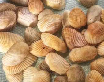 May include: A collection of seashells in various shades of beige and brown. The shells are arranged in a random pattern on a light blue surface.