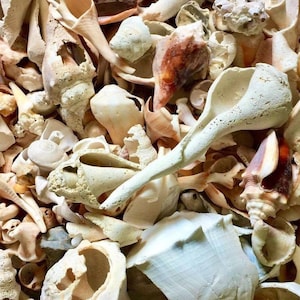 Bulk Seashells, Bulk Shells, Bulk Sea Shells, Shell Art, Seashell Crafts, Shells For Art, Beach Seashells, Beach Shell Decor, Seashell Art