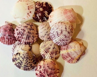 Beach Shell Decor, Beach Seashells, Beach Decorations, Shells For Sale, Wedding Shells, Natural Shells, Natural Seashell, Sea Shell Decor