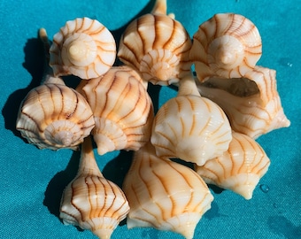 Shells For Sale, Shells Art, Shells, Seashells For Art, Seashells, Craft Seashells, Seashell Jewelry, Craft Shells, Beach Decorating