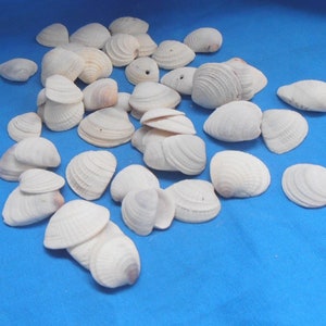 White Sea Shells, White Shells, White Seashells, Sea Shell Decor, Natural Sea Shell, Beach Seashells, Small Shells, Bulk Shells, Seashells