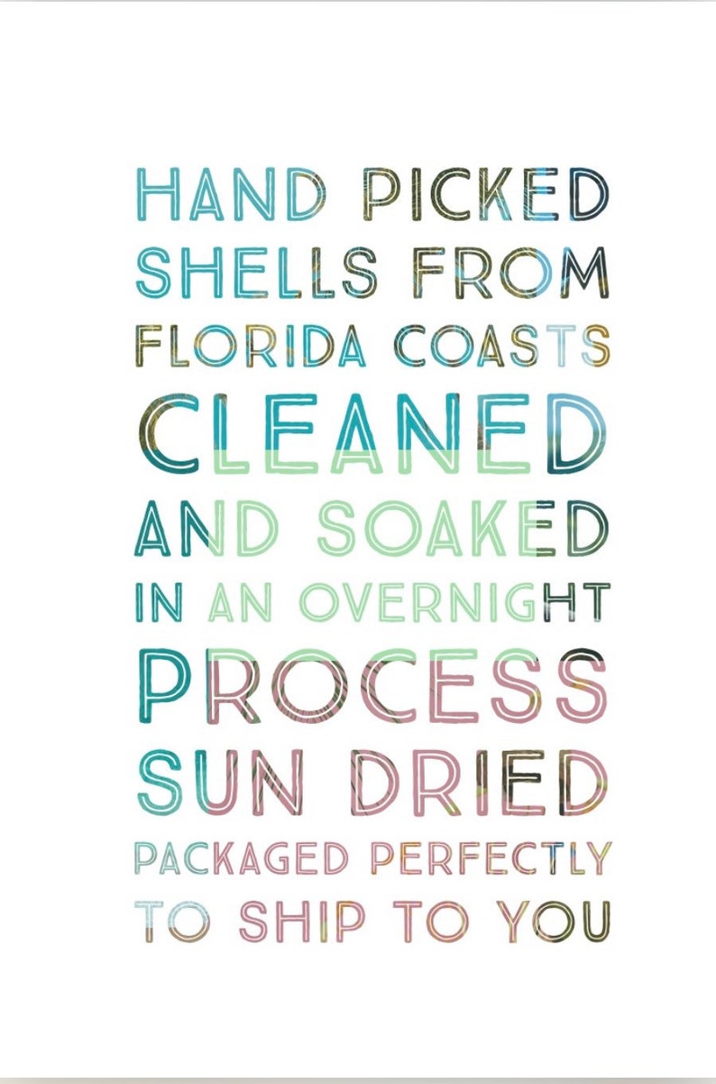 May include: Text overlay on a white background with a blue, green, and pink color scheme. The text reads: "HAND PICKED SHELLS FROM FLORIDA COASTS CLEANED AND SOAKED IN AN OVERNIGHT PROCESS SUN DRIED PACKAGED PERFECTLY TO SHIP TO YOU"