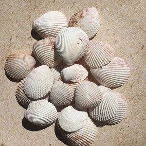Sea Shells Crafts, Seashells For Crafts, Craft Seashells, Sea Shells Decor, Sea Shells Art, Seashells Art, Shells Wholesale