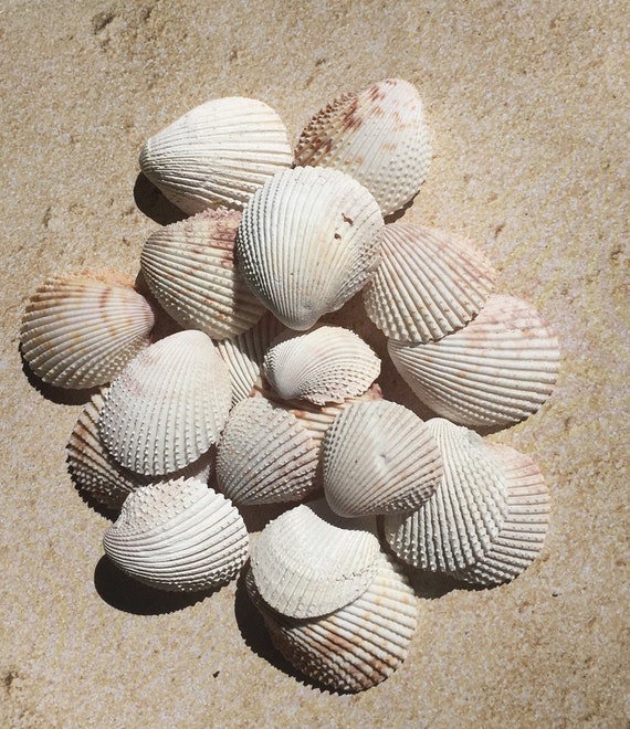 Sea Shells Crafts, Seashells for Crafts, Craft Seashells, Sea Shells Decor,  Sea Shells Art, Seashells Art, Shells Wholesale 