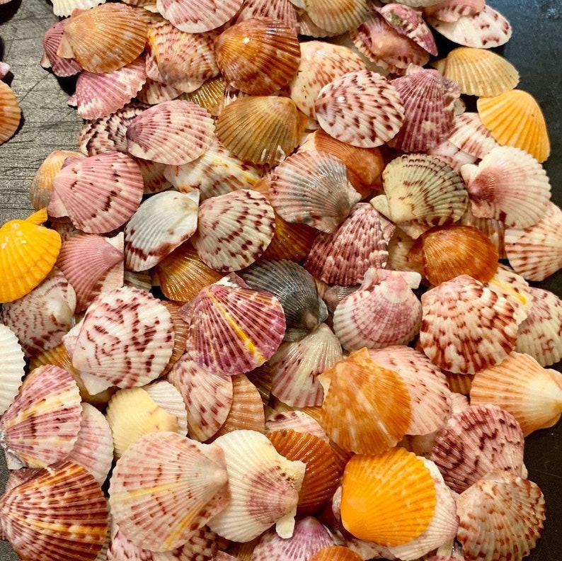 Puede incluir: Una colecci&oacute;n de peque&ntilde;as conchas de abanico en una variedad de colores, incluyendo tonos de rosa, naranja, amarillo, marr&oacute;n y blanco. Cada concha presenta una textura acanalada distintiva y patrones moteados o rayados &uacute;nicos en la superficie.