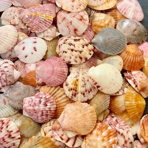 Natural Sea Shells, Natural Seashells, Natural Shells, Craft Seashells, Seashells For Crafts, Shells For Art, Seashells for Jewelry