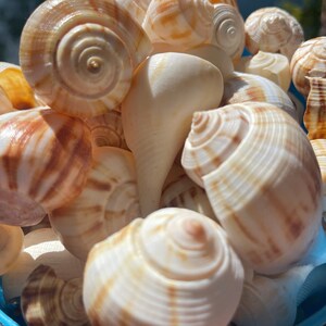 Puede incluir: Una colecci&oacute;n de varias conchas marinas con formas en espiral y texturas suaves. Las conchas muestran una paleta de colores crema, beige y marr&oacute;n claro con patrones de rayas distintos. Cada concha tiene una estructura enroscada y un &aacute;pice.