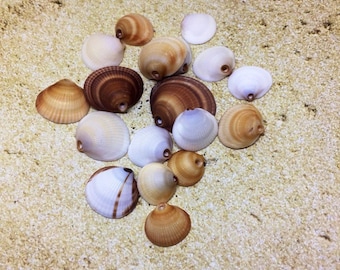 Seashell Jewelry, Seashells For Jewelry, Seashell Decor, Seashells For Crafts, Seashells Decor, Seashells Art, Shells For Crafts