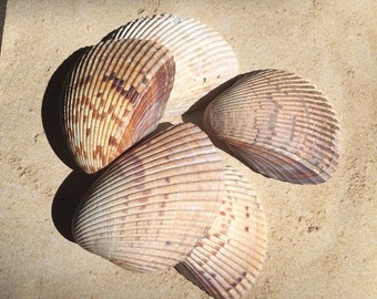 Wedding Shells, Beach Wedding Decor, Beach Wedding Decorations, Natural Shell, Natural Seashells, Craft Seashells, Shells For Art