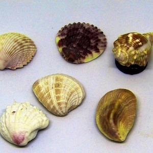 May include: A collection of six seashells in various shapes, sizes, and colors. The shells are arranged on a white surface. The shells are a mix of white, brown, yellow, and purple.