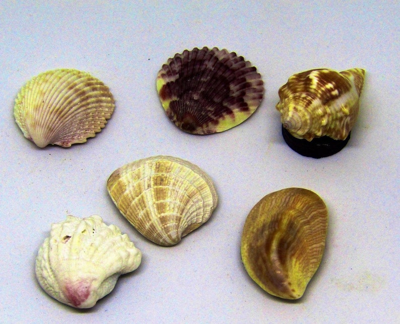 May include: A collection of six seashells in various shapes, sizes, and colors. The shells are arranged on a white surface. The shells are a mix of white, brown, yellow, and purple.
