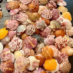 Puede incluir: Una colecci&oacute;n de peque&ntilde;as conchas de abanico en una variedad de colores, incluyendo tonos de rosa, naranja, amarillo, marr&oacute;n y blanco. Cada concha presenta una textura acanalada distintiva y patrones moteados o rayados &uacute;nicos en la superficie.