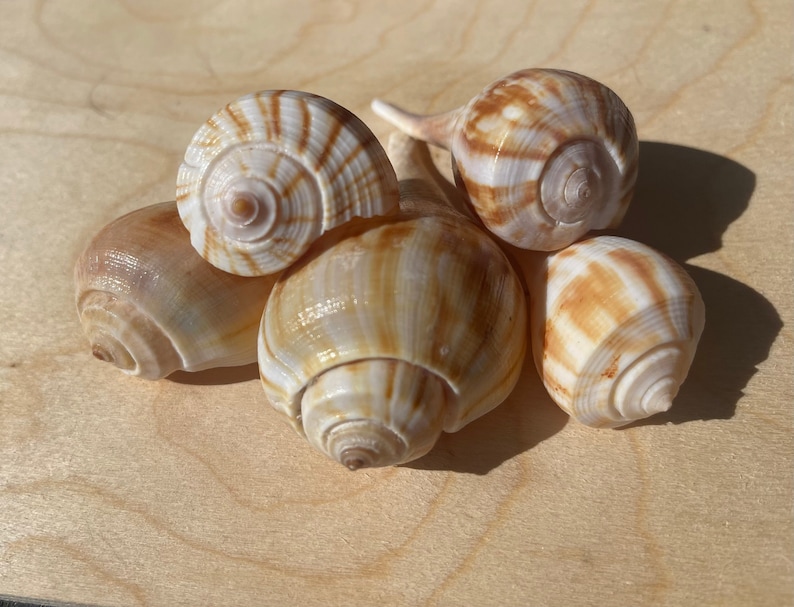 Puede incluir: Un conjunto de cinco conchas marinas con superficies lisas y en espiral. Las conchas presentan un acabado brillante con una paleta de colores crema, bronceado y marr&oacute;n claro, mostrando distintos patrones de rayas verticales y horizontales.