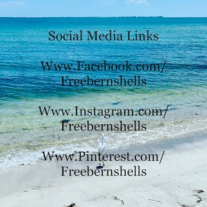 May include: Social media links for Freebernshells, a business that sells seashells. The image shows a white bird standing on a sandy beach with blue water in the background.