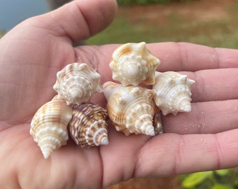Decoración con conchas marinas, decoración con conchas marinas, decoración con conchas marinas, conchas marinas naturales, conchas marinas naturales, decoración con conchas marinas, arte con conchas marinas