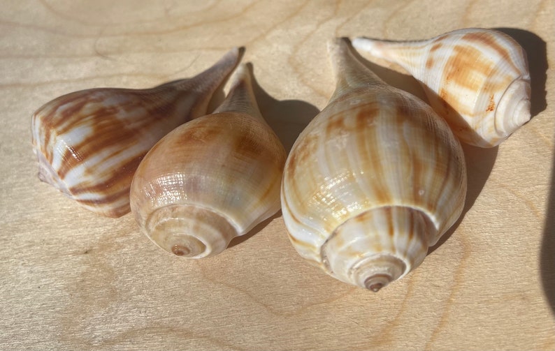 Puede incluir: Cuatro conchas marinas en forma de pera con superficies lisas y brillantes. Cada concha presenta una base de color crema con patrones marrones alargados y en espiral que se estrechan hacia un extremo puntiagudo.
