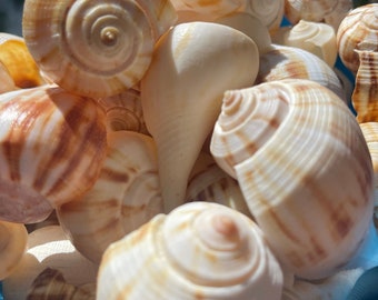 Natural Seashells, Natural Sea Shells, Natural Shells, Craft Seashells, Seashells For Crafts, Shells For Art, Bulk Seashells, Bulk Shells