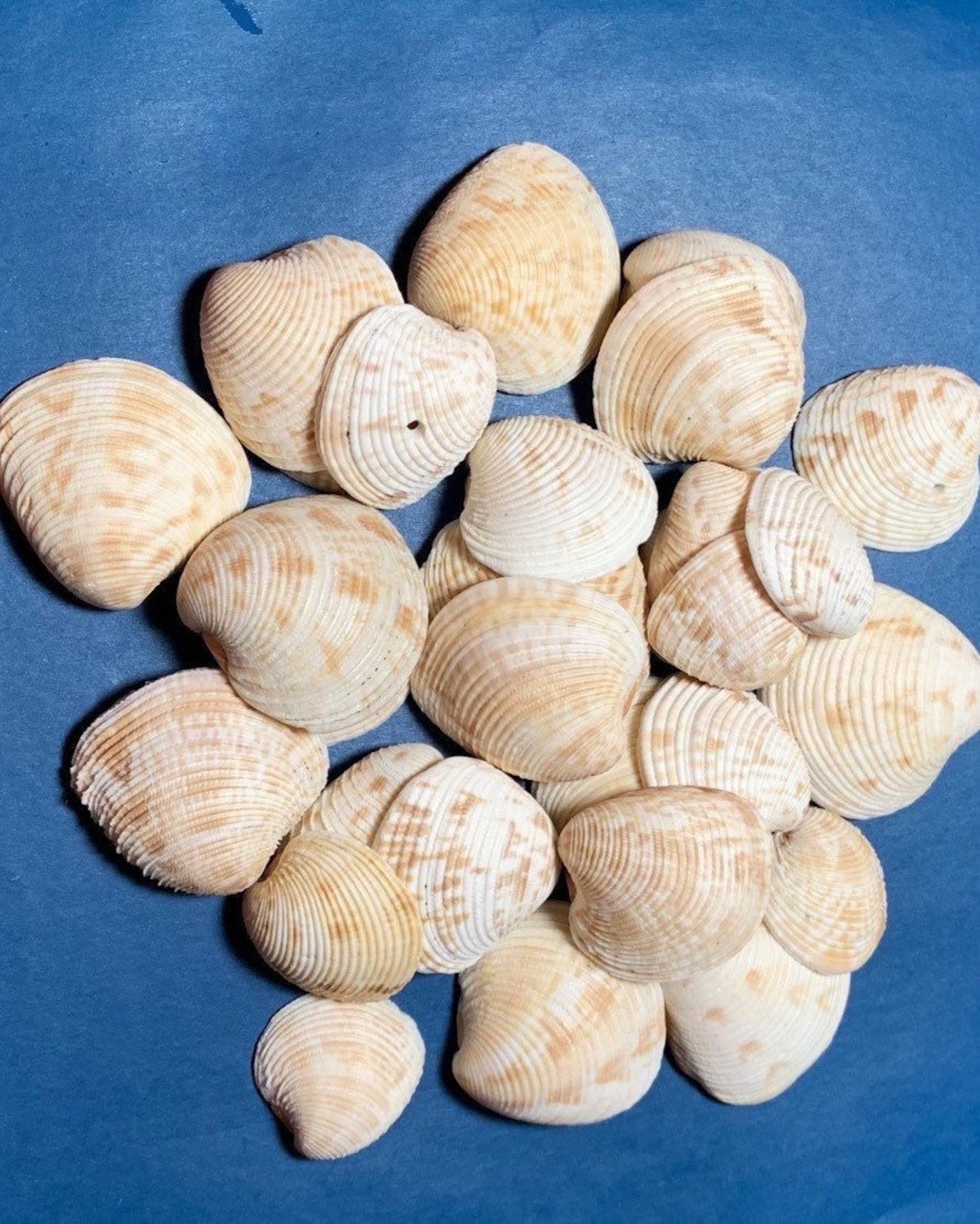Sea Shell Decor Seashells Decor Shell Decor Shells for Etsy