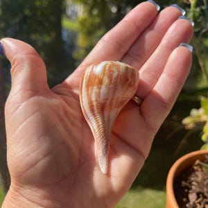 Puede incluir: Una concha marina c&oacute;nica y lisa con un acabado brillante y rayas verticales de color marr&oacute;n, bronceado y blanco. La concha tiene una parte superior ancha y redondeada que se estrecha hacia una base puntiaguda, mostrando variaciones naturales.
