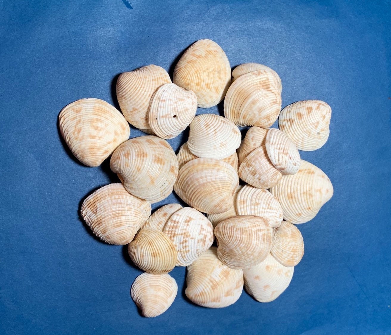 Natural Sea Shells, Natural Seashells, Natural Shells, Craft Seashells,  Seashells for Crafts, Shells for Art, Seashells for Jewelry 