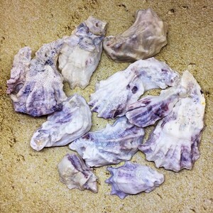 Shells Wholesale, Bulk Shells, Wholesale Shells, Shells For Art, Natural Shell, Shells For Sale, Wedding Shells, Seashells Art