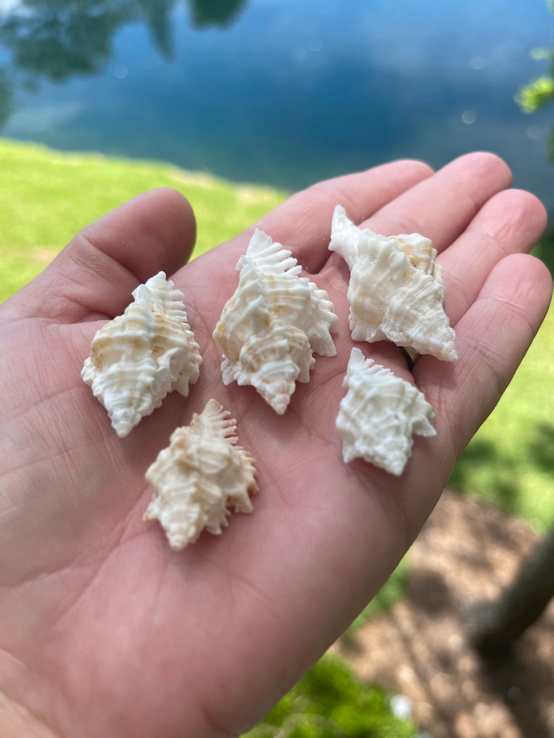 Seashell Art, Sea Shell Art, Shells for Art, Shells for Sale, Craft