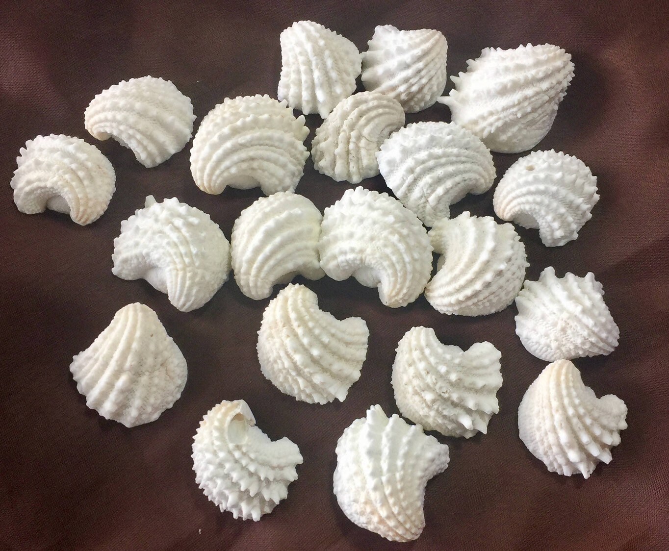 Shell Art Shells Art Shells For Art Shells For Crafting Etsy