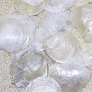 Shell Crafts, Seashells Crafts, Shells for Crafting, Shell