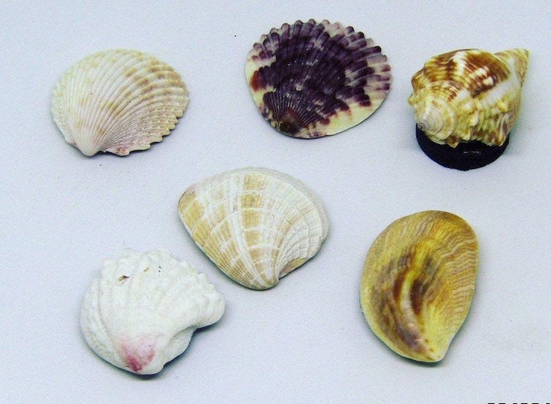 May include: Six seashells of various shapes and colors.  The shells are white, brown, and purple with intricate patterns.