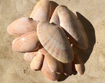 Natural Seashells, Natural Sea Shells, Natural Shells, Craft Seashells, Shells For Art, Bulk Shells, Beach Seashells, Seashells Decor