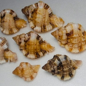 Seashell Art, Sea Shell Art, Shells For Art, Shells For Sale, Craft Seashells, Seashells For Crafts, Beach Seashells, Wholesale Shells