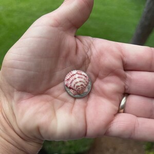 Puede incluir: Una peque&ntilde;a concha marina en forma de abanico con rayas radiales blancas y de color marr&oacute;n rojizo que descansa sobre una moneda de plata. La concha presenta una superficie texturizada y acanalada con un borde festoneado, mostrando su tama&ntilde;o.