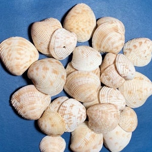 Sea Shell Decor, Seashells Decor, Shell Decor, Shells For Sale, Shells For Crafts, Shells For Art, Seashells Art, Seashells For Crafts