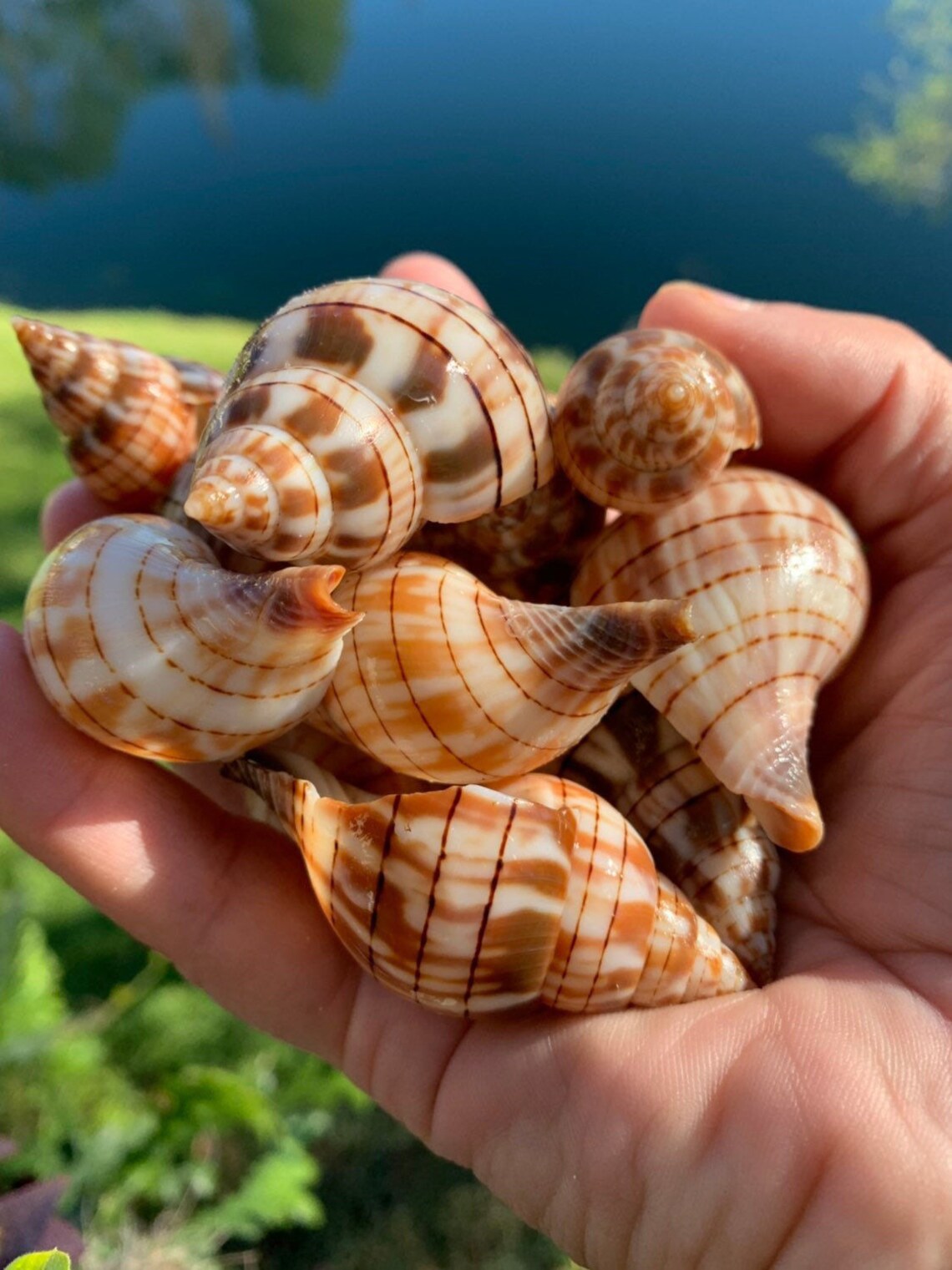 Seashells Art Seashells for Crafts Natural Seashells Etsy