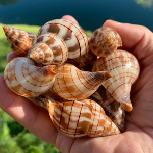 Seashells Art, Seashells For Crafts, Natural Seashells, Natural Shells, Natural Sea Shells, Seashell Decorations, Florida Seashells image 10