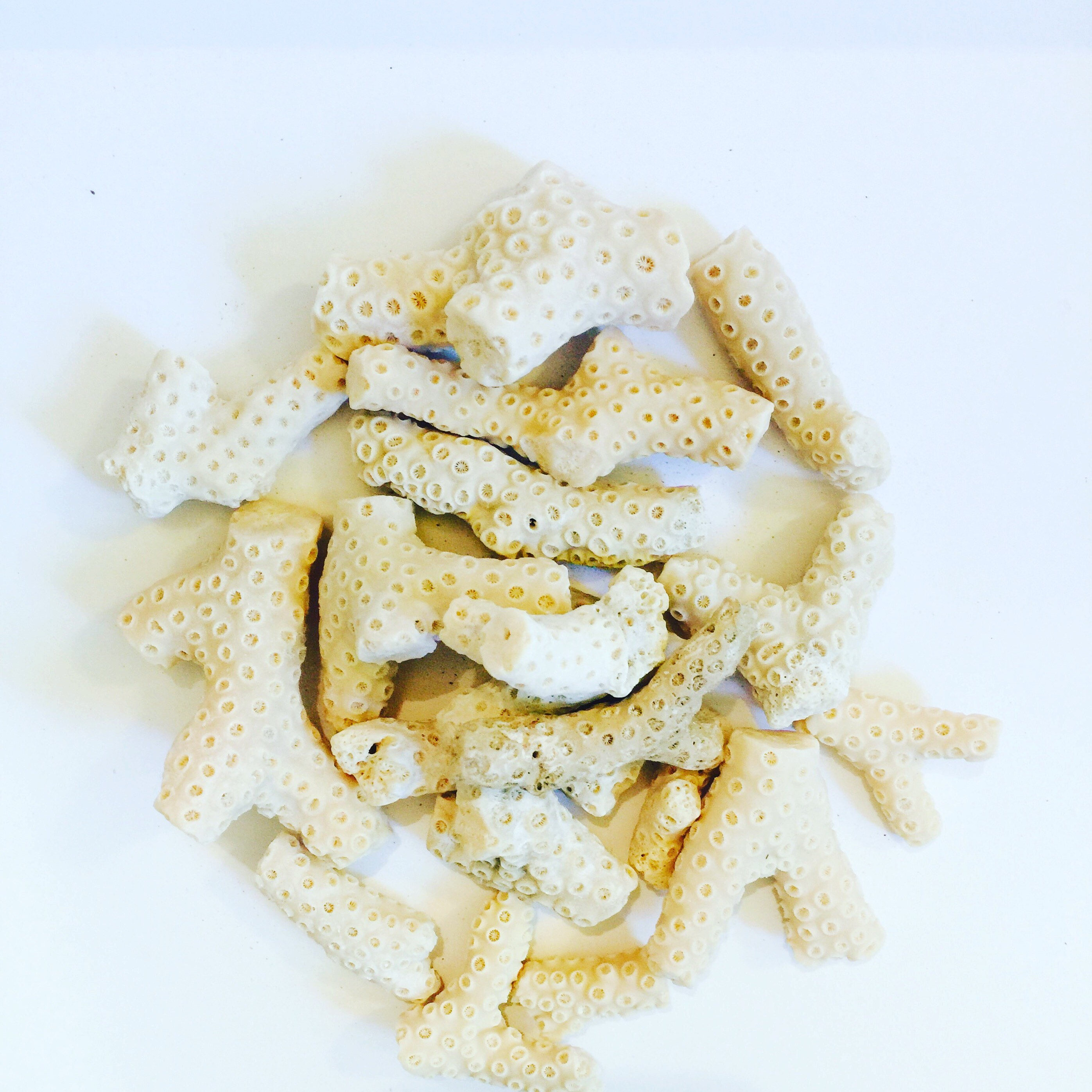 White Coral White Coral Decor Coral Beach Decor Coral Etsy