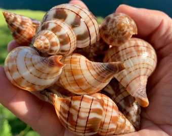 天然貝殻3個セット：海の貝、航海用装飾 - Etsy 日本