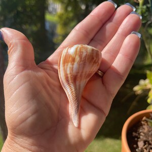 Puede incluir: Una concha marina c&oacute;nica y lisa que presenta una superficie brillante con un patr&oacute;n de rayas verticales de color marr&oacute;n y crema. La concha tiene una parte superior ancha y redondeada que se estrecha hacia una base puntiaguda, mostrando texturas.