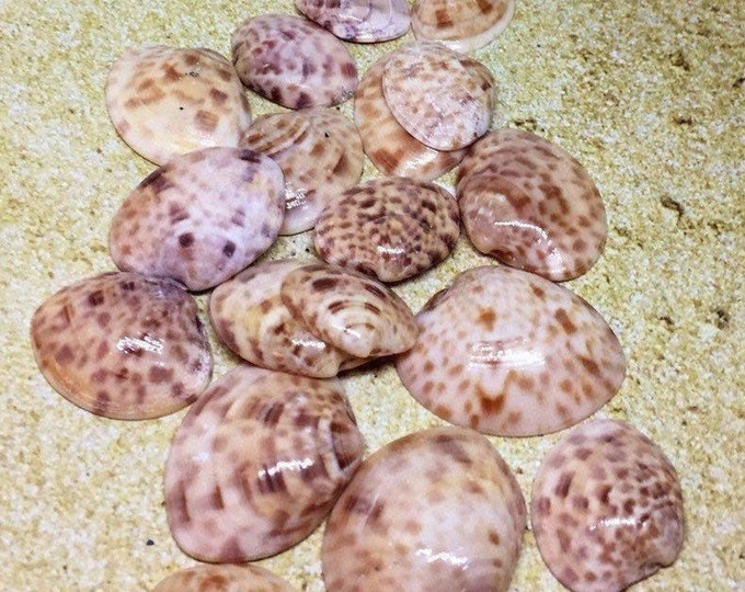 Bulk Shells /Wholesale 