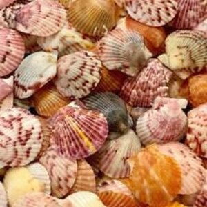 Puede incluir: Una colecci&oacute;n de conchas de abanico variadas que presentan una gama de colores que incluye tonos rosa, naranja, amarillo, marr&oacute;n y blanco. Cada concha muestra una textura estriada distintiva y patrones &uacute;nicos de puntos y rayas.