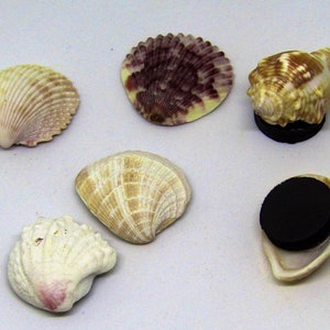 May include: Six seashells with magnetic backs. The shells are various shapes and sizes, including a spiral shell, a clam shell, and a scallop shell. The shells are a variety of colors, including white, brown, and purple.