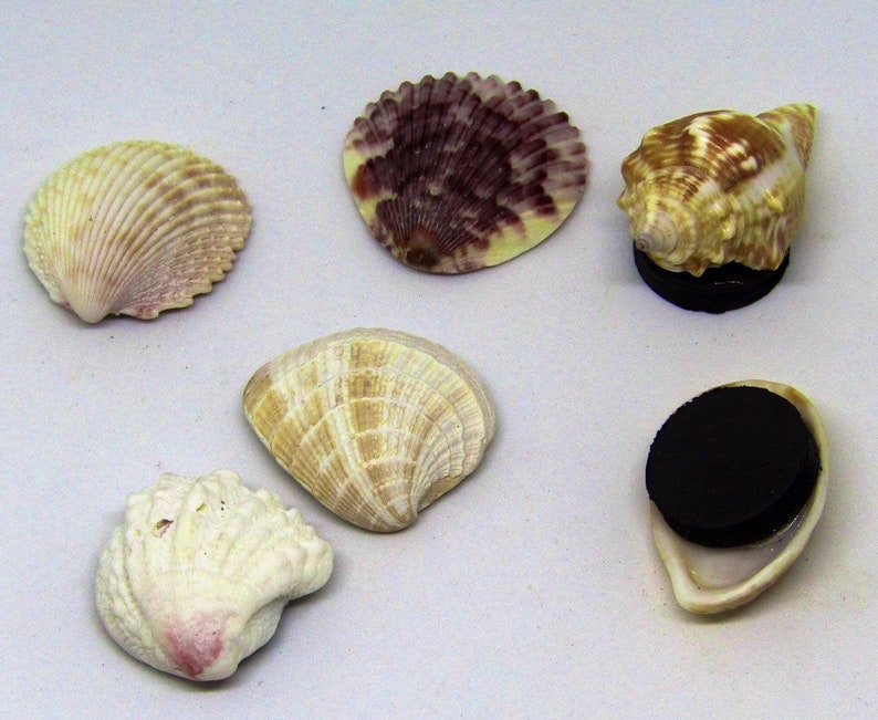 May include: Six seashells with magnetic backs. The shells are various shapes and sizes, including a spiral shell, a clam shell, and a scallop shell. The shells are a variety of colors, including white, brown, and purple.