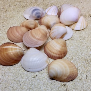 Shells For Crafts, Craft Shells, Shells For Sale, Natural Sea Shells, Seashell Decor, Wedding Shells, Natural Seashells, Seashells