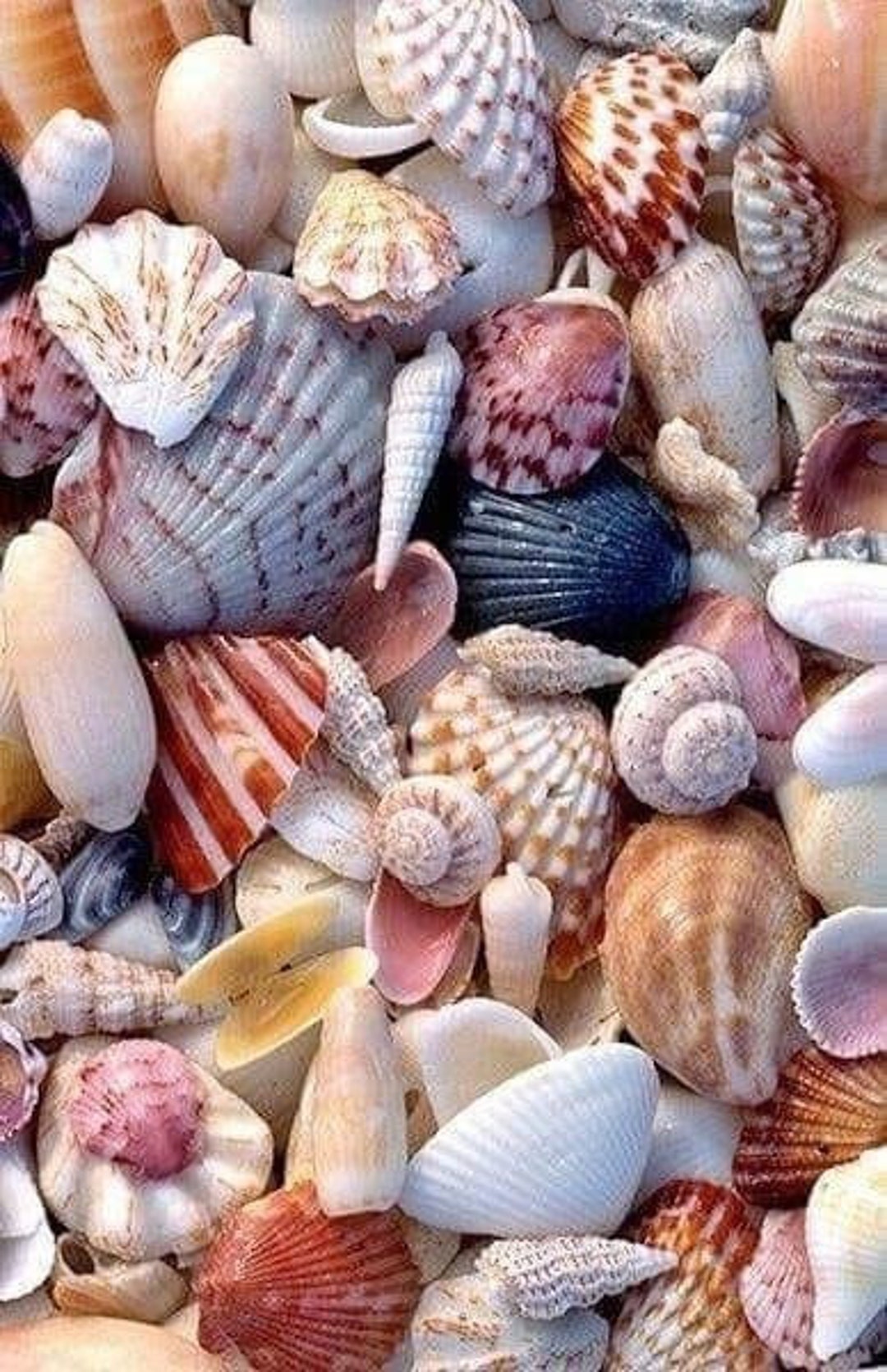Set of 3 Seashells, Seashells Set, Natural Seashell, Rough Sea