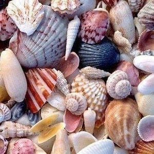 Beach Shells, Beach Seashells, Beach Shell Decor, Craft Shells, Craft Seashells, Seashells For Crafting, Shells For Wedding, Shells For Art